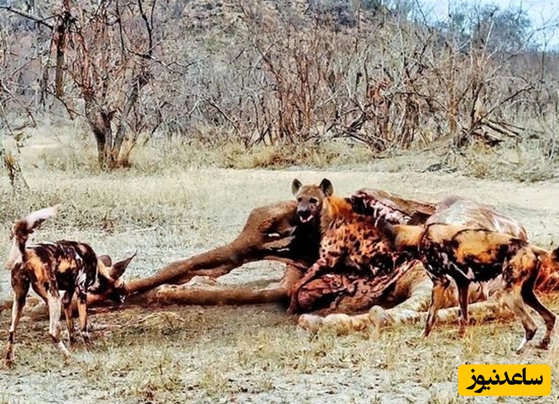 (ویدئو) ویژه علاقه‌مندان به مستند حیات وحش / راز بقا:  در صحنه‌ای شگفت‌انگیز از حیات‌وحش پنهان شدن عجیب کفتار داخل لاشه زرافه دیدنی ست+ ویدئو