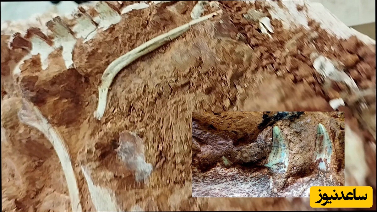 (ویدئو) کشف فسیل دایناسور 233 میلیون ساله