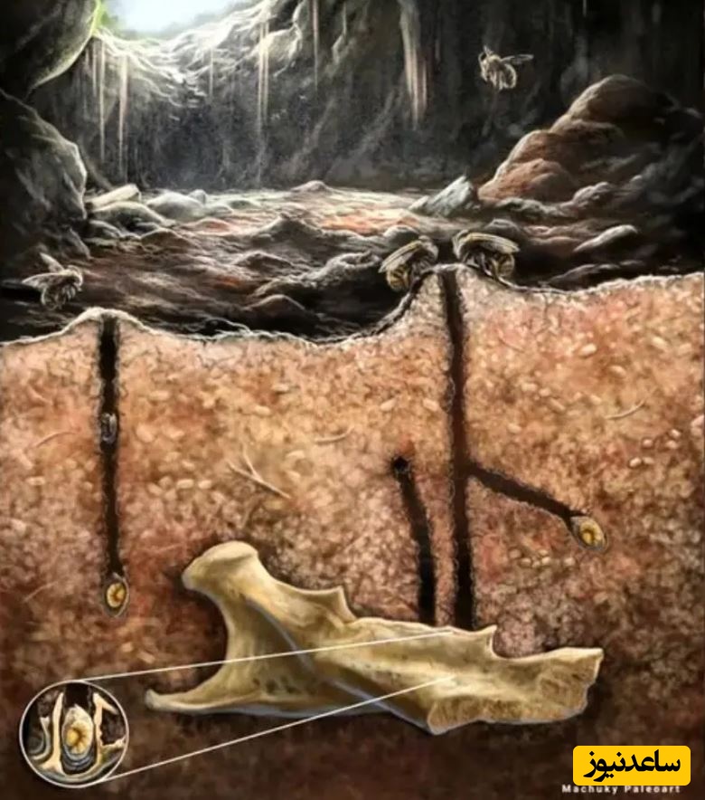 زنبورهای باستانی که در «دندان» جانوران مرده لانه می‌ساختند