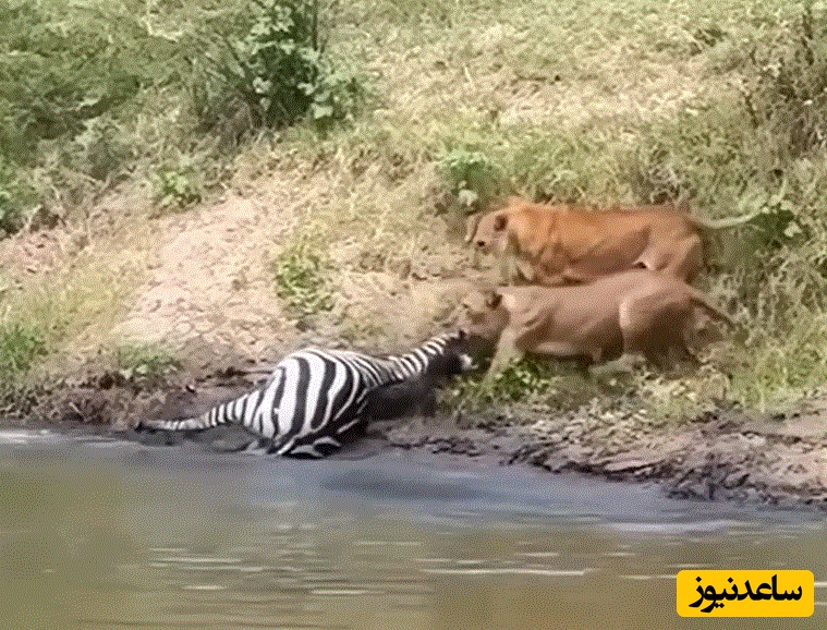 (ویدئو) حیات وحش ؛ مستند حیات وحش حیوانات/ شیرها یک گورخر را از تمساح‌ها دزدید