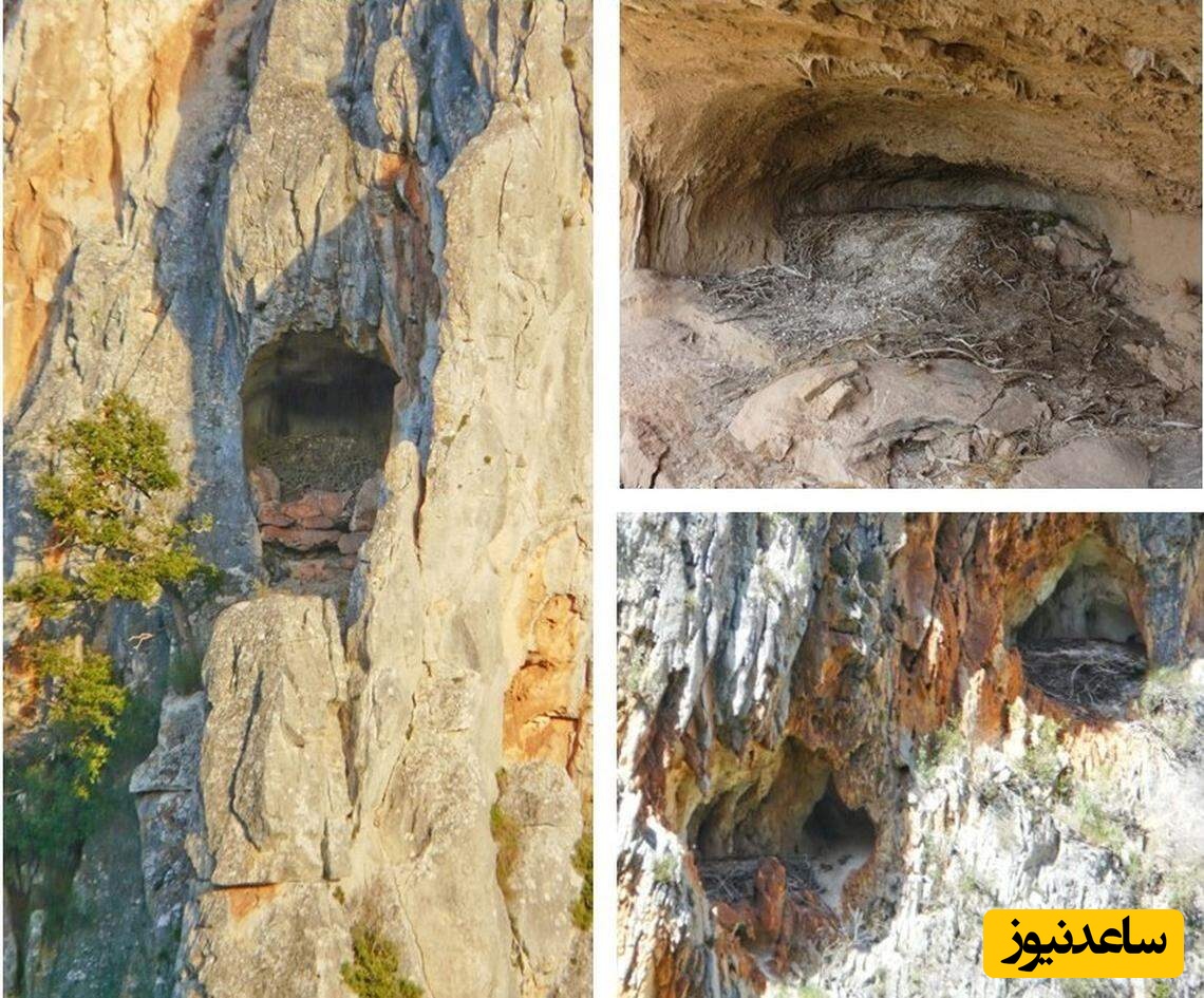 برخی از لانه‌های رهاشده کرکس ریشدار در جنوب اسپانیا پیدا و بررسی شدند