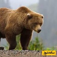 حیات وحش ؛ مستند حیات وحش حیوانات / 
خرس قهوه ای یک نوجوان را خورد