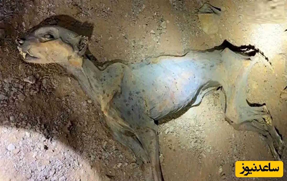 کشف عجیب مومیایی طبیعی یوزپلنگ در غارهای شمال عربستان+ عکس