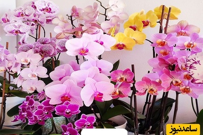 آیا می‌دانی گل ارکیده نماد چیست؟ سفری کوتاه به معنای لطیف و اسرارآمیز آن+ فیلم