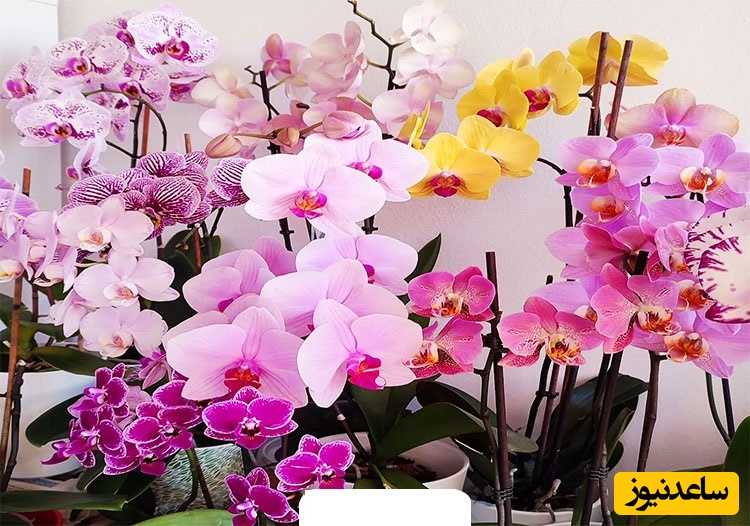 آیا می‌دانی گل ارکیده نماد چیست؟ سفری کوتاه به معنای لطیف و اسرارآمیز آن+ فیلم