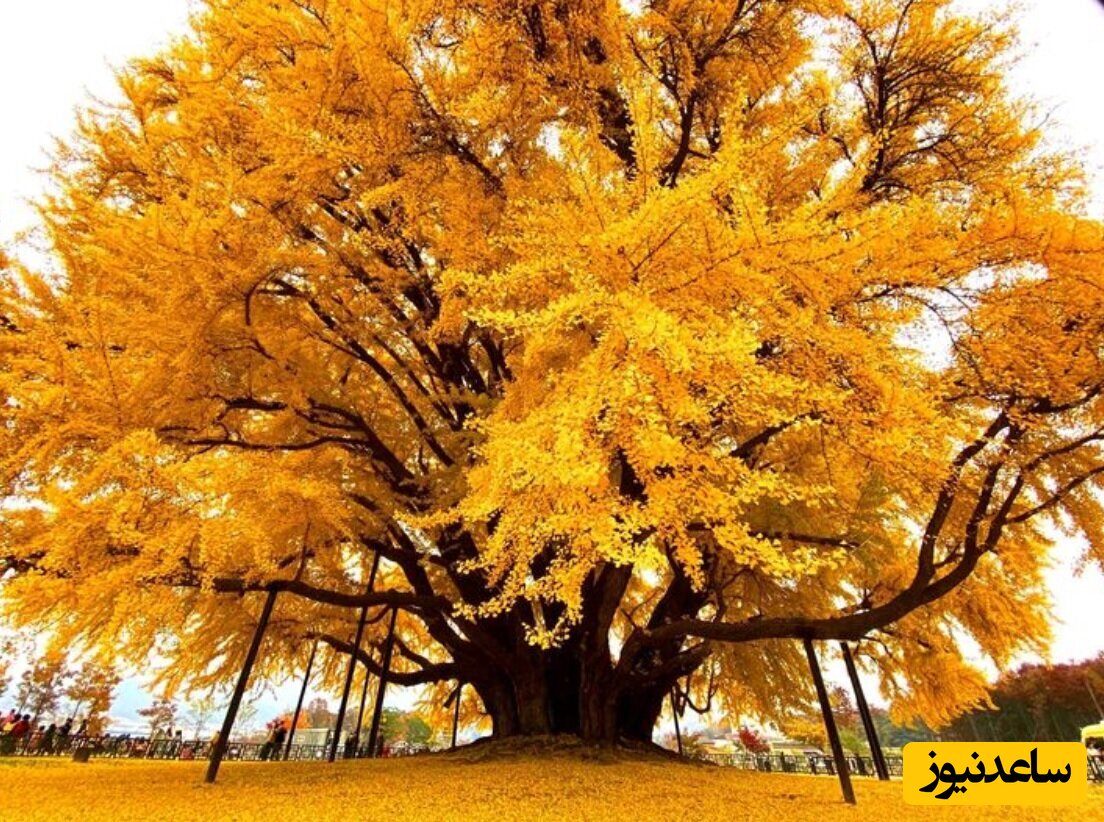 درخت 860 ساله