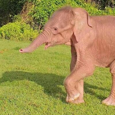 شگفت انگیزترین و نادرترین زایمان دنیا در طبیعت/ تولد یک بچه فیل با رنگ محبوب خانوم ها+ویدیو