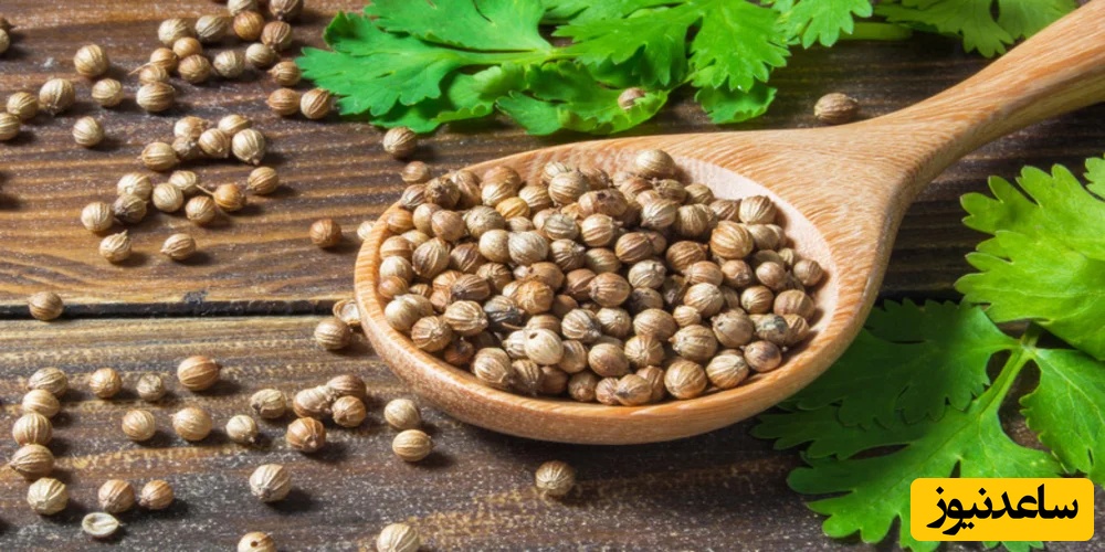 تخم گشنیز: گنجینه‌ای از خواص دارویی یا دانه‌ای پرخطر؟