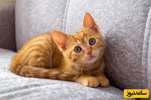 اشتباه رایجی که جان گربه‌ها را تهدید می‌کند!
