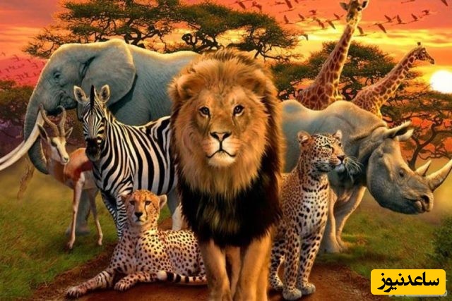 دیدن چهارپا در خواب چه تعبیری دارد؟ / تعبیر خواب چهار پا