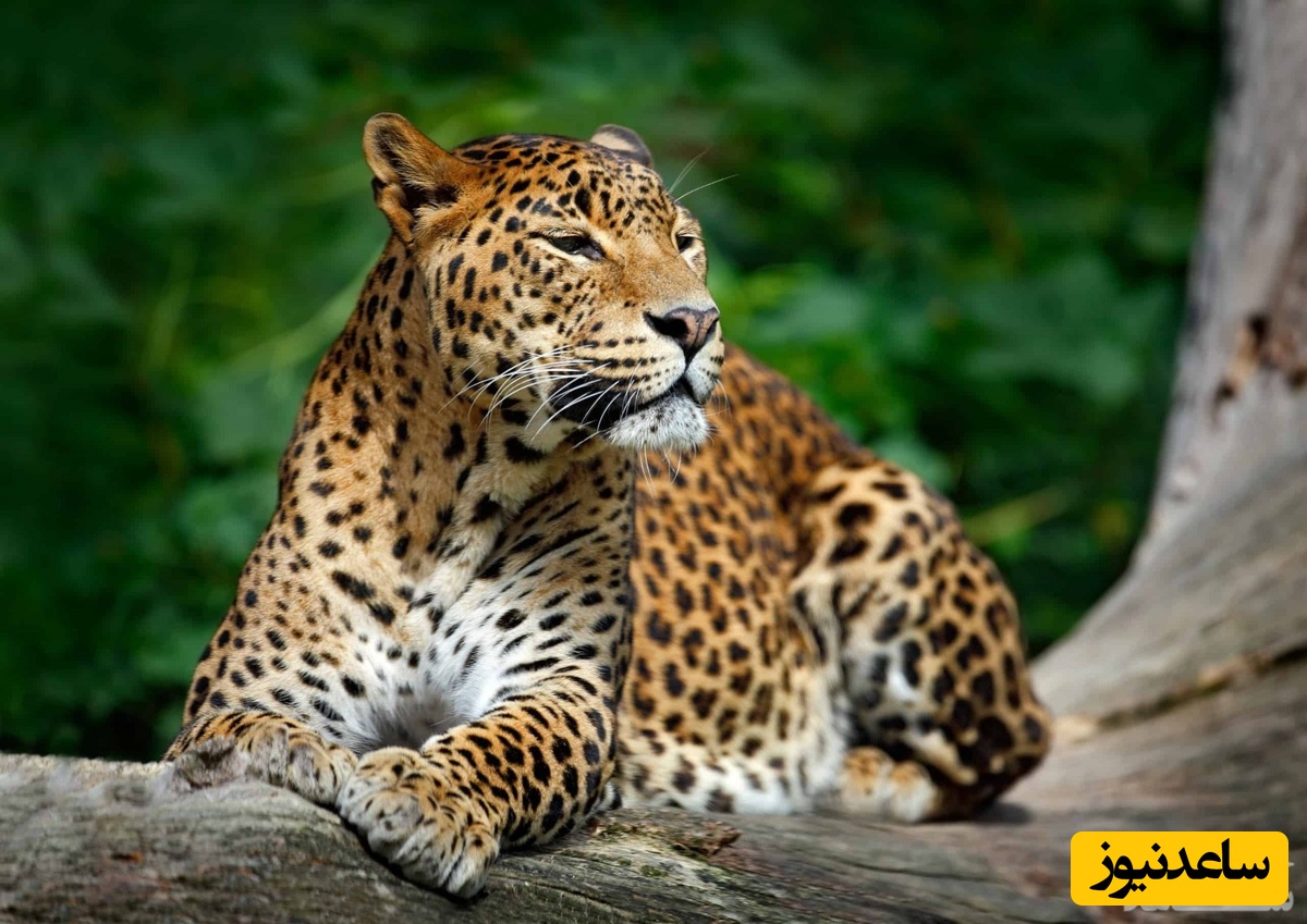 دیدن پوست و استخوان پلنگ در خواب چه تعبیری دارد؟ /  تعبیر خواب پلنگ