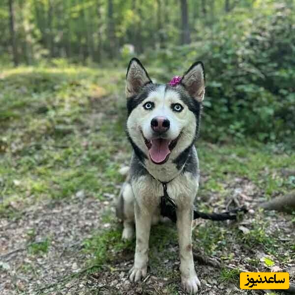 دیدن سگ در خواب چه تعبیری دارد؟ / تعبیر خواب سگ