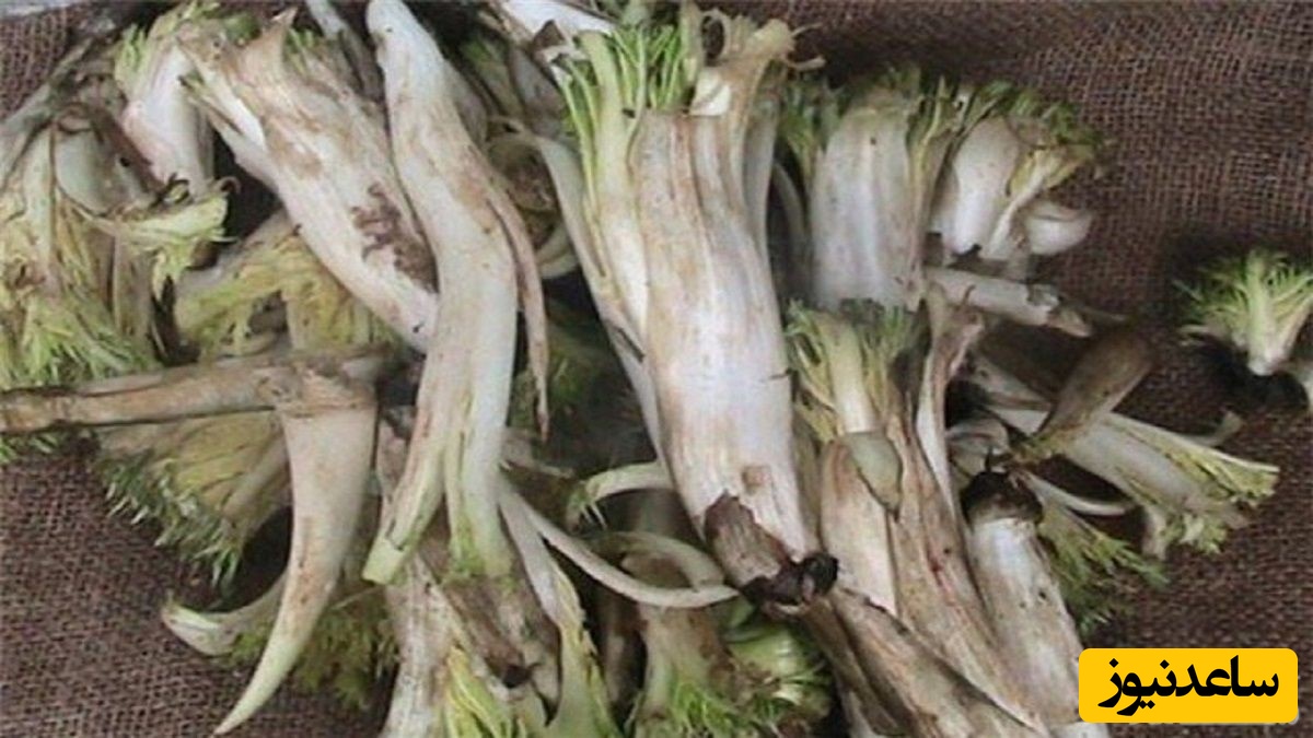 فواید و عوارض خوردن کنگر در بارداری