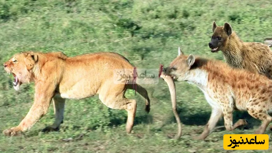 حیات وحش ؛ مستند حیات وحش حیوانات/  شیر ، کفتار
