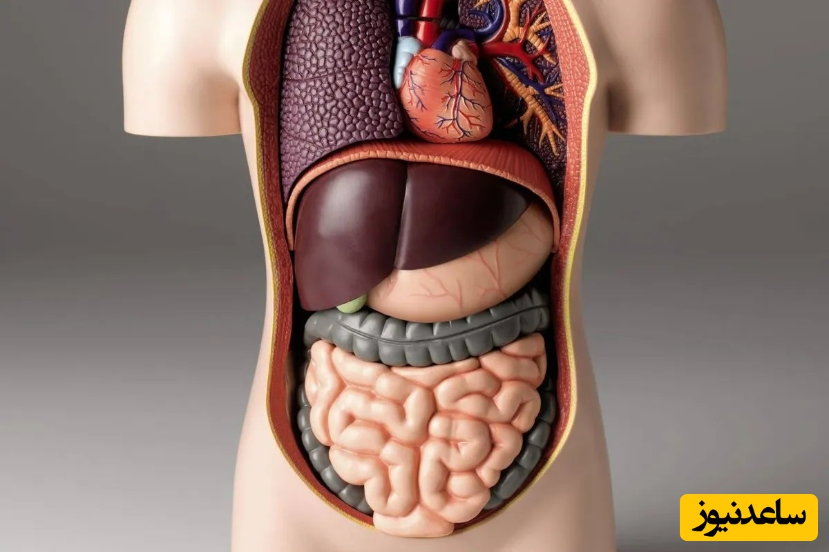 دیدن بدن در خواب چه تعبیری دارد؟ / تعبیر خواب بدن