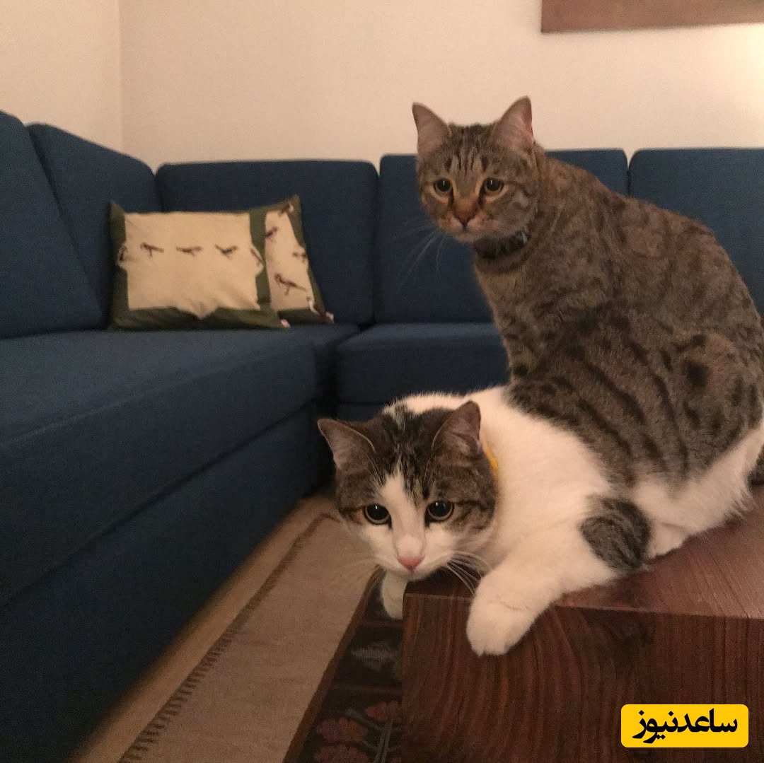 منزل پانته آ پناهی ها