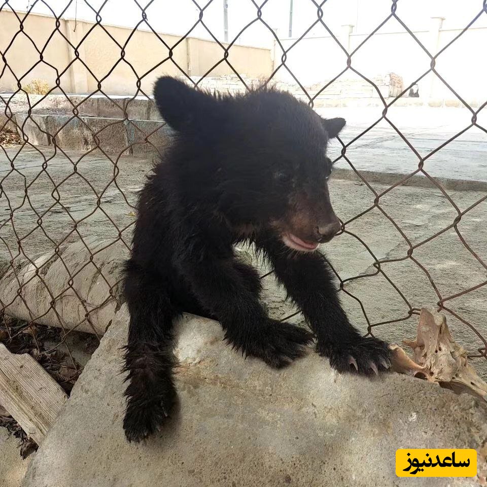 خرس سیستان ربوده شد