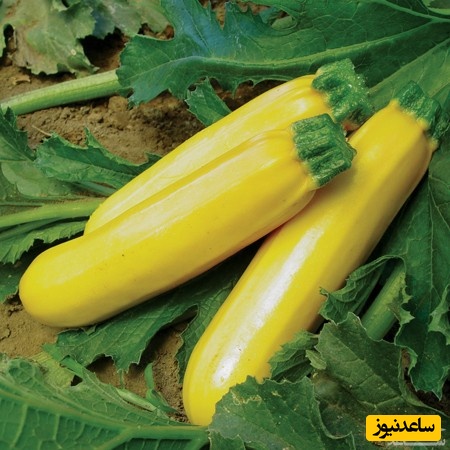 دیدن کدو در خواب چه تعبیری دارد؟ / تعبیر خواب کدو