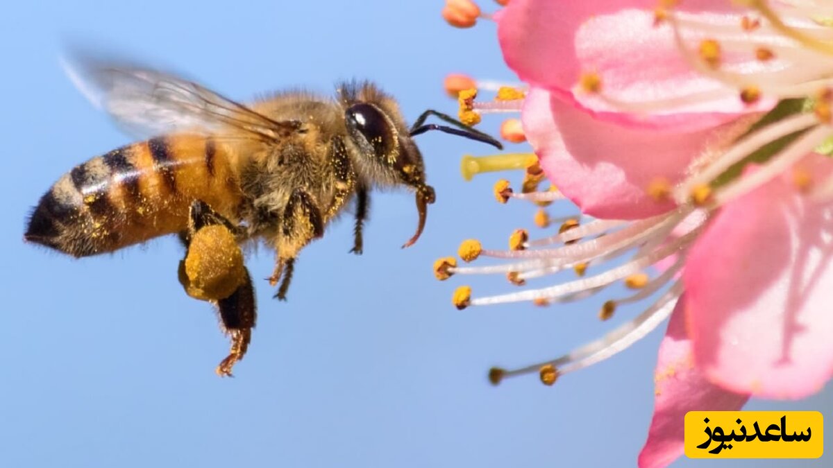 این زنبور خاص و استثنایی از زیبایی خودش سوء‌استفاده می‌کند!+عکس