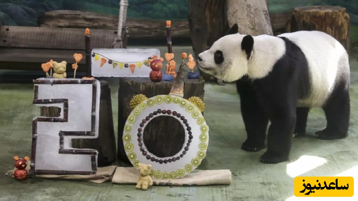 (ویدئو) جشن تولد 20 سالگی یک خرس پاندا جنجال به پا کرد