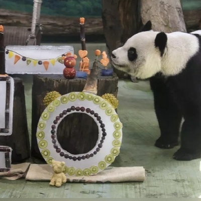 (ویدئو) جشن تولد 20 سالگی یک خرس پاندا جنجال به پا کرد