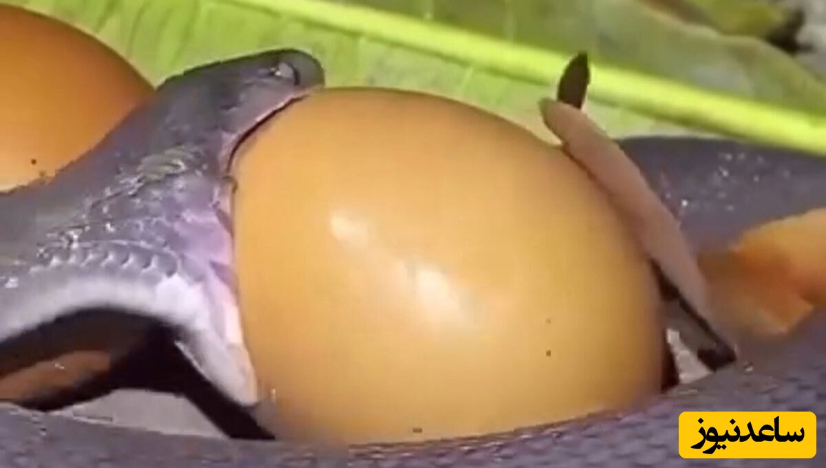 (ویدئو) حیات وحش ؛ مستند حیات وحش حیوانات / لحظه بلعیدن تخم بزرگ پرنده توسط یک مار!