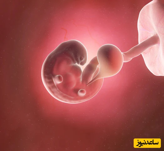 بارداری خارج از بارداری