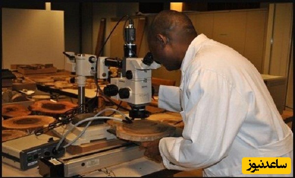 منابع دروس آزمون رشته مهندسی صنایع چوب و فرآورده های سلولزی - بیولوژی و آناتومی و ضرایب آن در مقطع دکتری