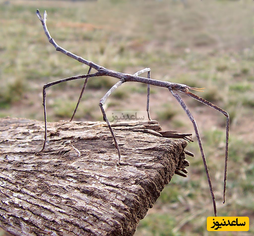 (تصاویر) کشف 4 گونۀ عجیب و جدید حشره با سرهای «درخت‌مانند»