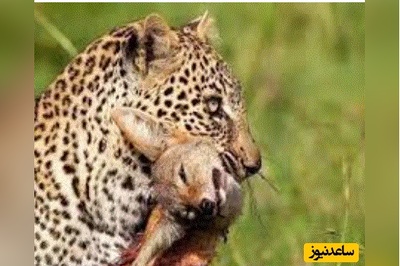 (ویدئو) مستند حیات وحش حیوانات/پلنگی که با خونسردی شغال را خفه کرد