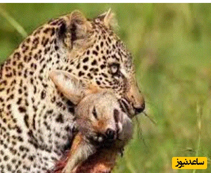 (ویدئو) مستند حیات وحش حیوانات/پلنگی که با خونسردی شغال را خفه کرد