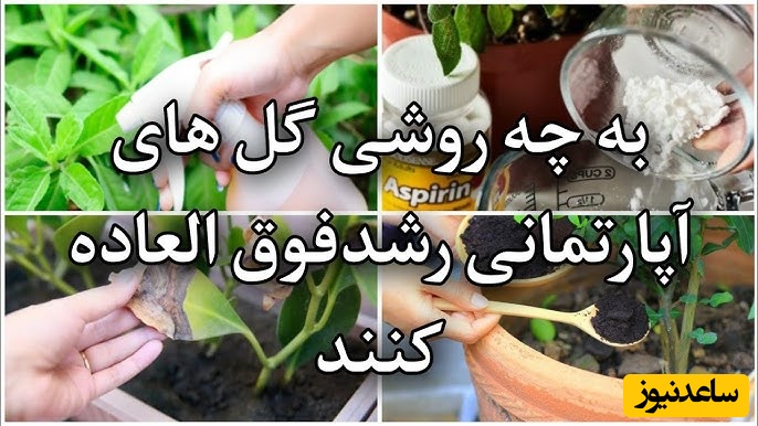 (فیلم) چند روش فوق العاده برای رشدگیاهان آپارتمانی