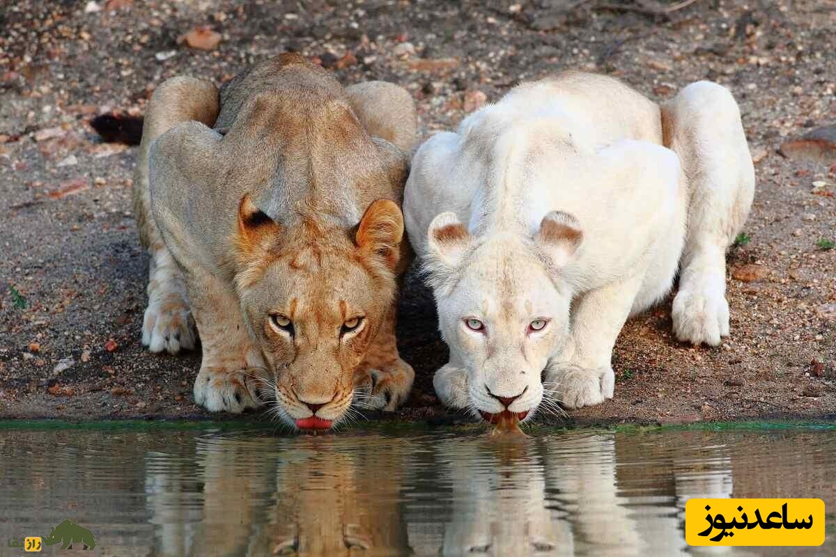 تولد دو توله شیر سفید کمیاب در باغ‌وحش ونزوئلا
