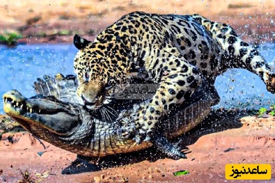 (ویدئو) مستند حیات‌وحش حیوانات؛ ماجرای امروز: نبرد مرگبار شیرها و کروکودیل‌ها برسر لاشه