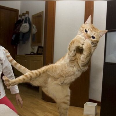 هنر نمایی دیدنی از یک گربه باحال به سبک پارکور کارها +فیلم/ صد رحمت به بروسلی😂