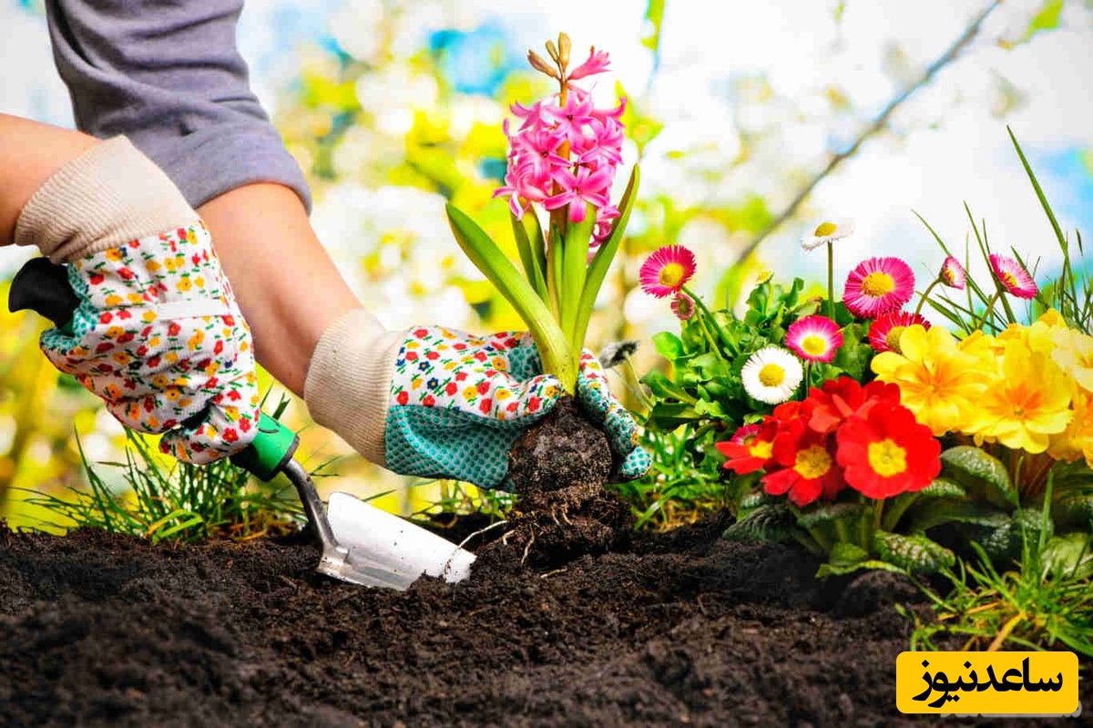 فواید باغبانی کردن بر سلامت جسم و روان