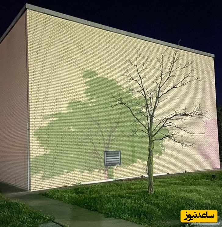 درخت 