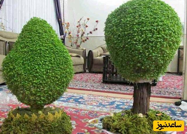 (ویدئو) طرز تهیه سبزه عید روی کوزه و به شکل درخت سرو