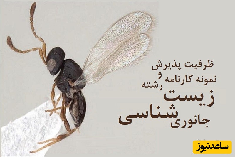 نمونه کارنامه و ظرفیت پذیرش رشته زیست شناسی جانوری در مقطع کارشناسی ارشد