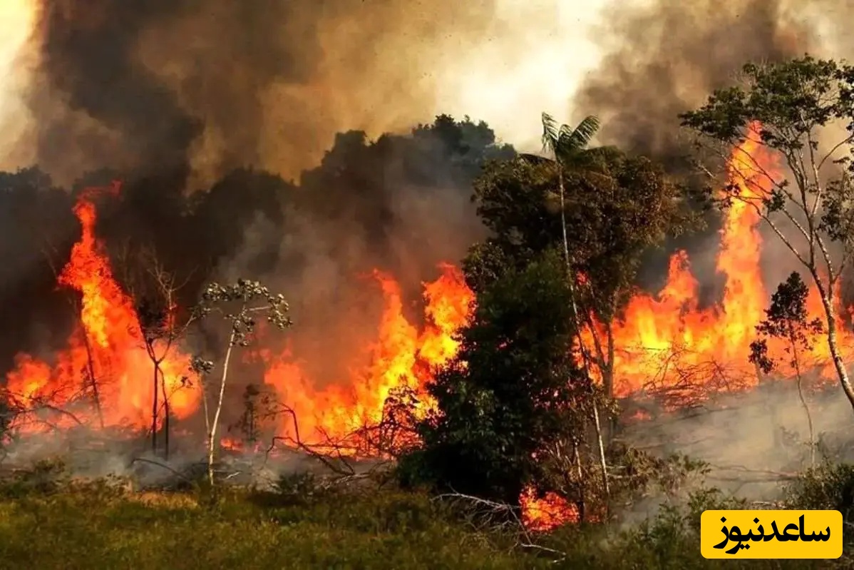 ماجرای آتش سوزی مجدد در جنگل های الیت چیست؟
