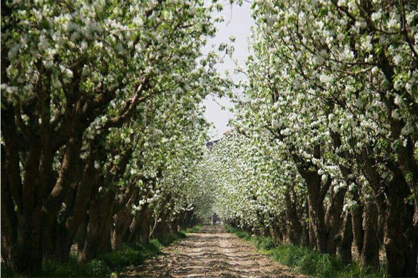 باغ سیب مهرشهرکرج و زیبایی های آن!