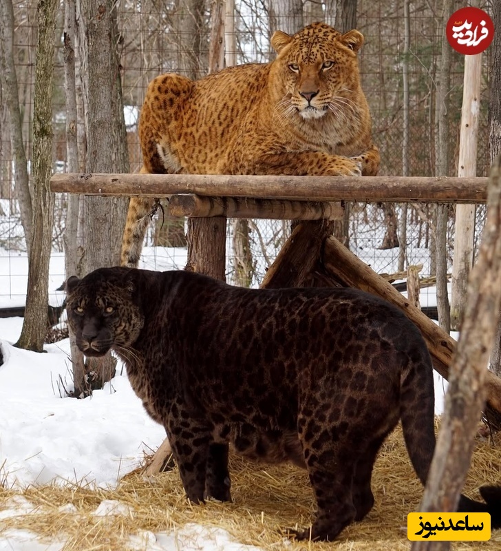 لولا» شیر ماده و «دیابلو» جگوار نر  