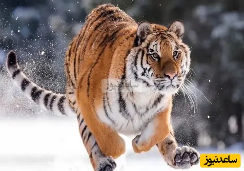 (ویدیو) مستند حیات وحش/ روایتی از بقا تولد دو توله ببر آمور گونه‌ای در خطر انقراض