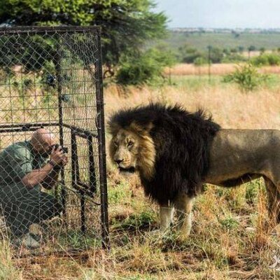 سلفی گرفتن کنار قفس شیرها در باغ وحش این صحنه دلخراش را برای مرد جوان رقم زد +فیلم