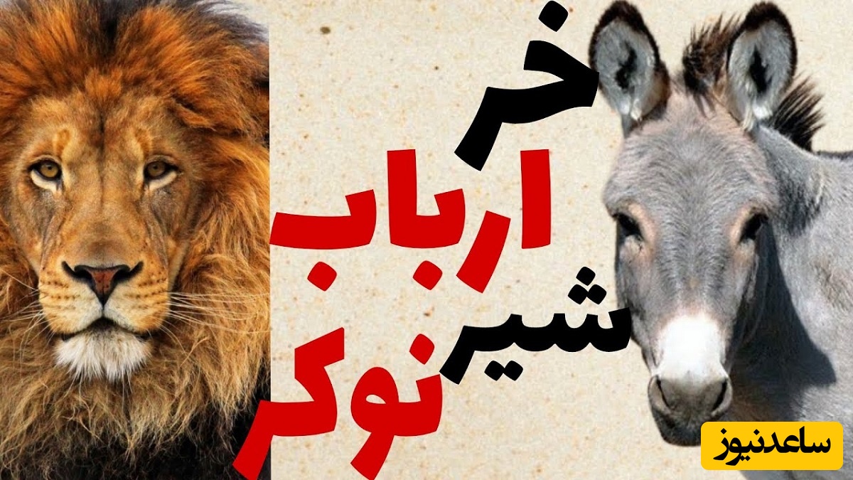 حکایت های خواندنی/ داستان باحال و آموزنده شیر شکر؛ الاغ زرنگی که شیر را برده خودش کرد😂