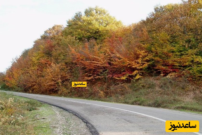 پارک جنگلی شهید زارع ساری