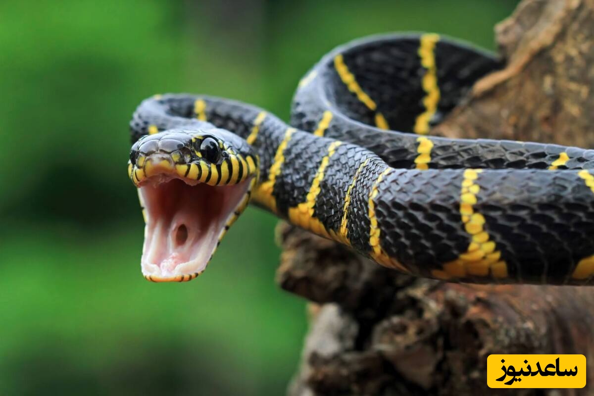 (فیلم) چمبره زدن مار غول پیکر