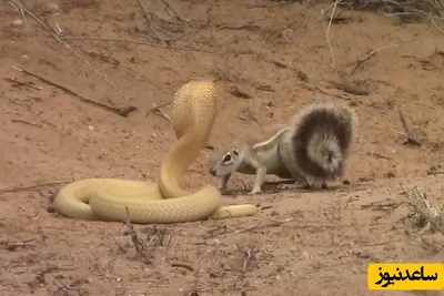 ویدئوی حیات وحش روز؛ این ماجرای راز بقا: مادری که ترس را نمی‌شناسد؛ نبرد مرگبار سنجاب با سمی‌ترین مار آفریقا!