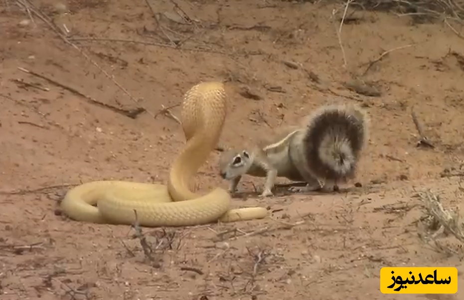 ویدئوی حیات وحش روز؛ این ماجرای راز بقا: مادری که ترس را نمی‌شناسد؛ نبرد مرگبار سنجاب با سمی‌ترین مار آفریقا!