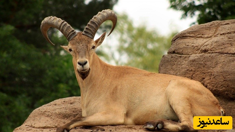 دیدن بز کوهی در خواب چه تعبیر دارد؟ / تعبیر خواب بزکوهی